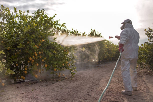 Pest Prevention Services in Rancho Alegre, TX