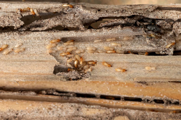 Trusted Rancho Alegre, TX Pest Control Experts